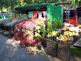 Ellerauer Pflanzenmarkt 2009